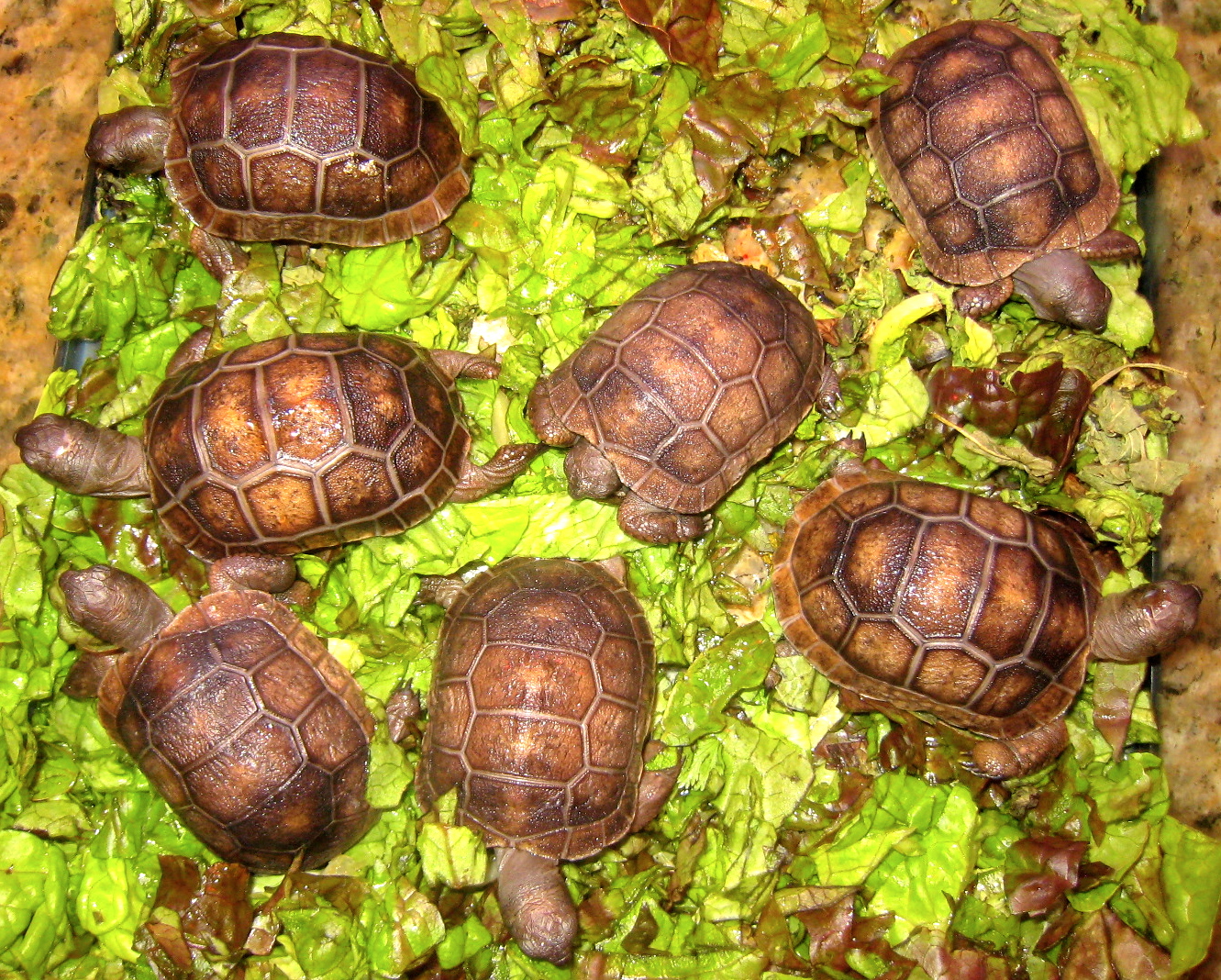 ALDABRA BREEDER