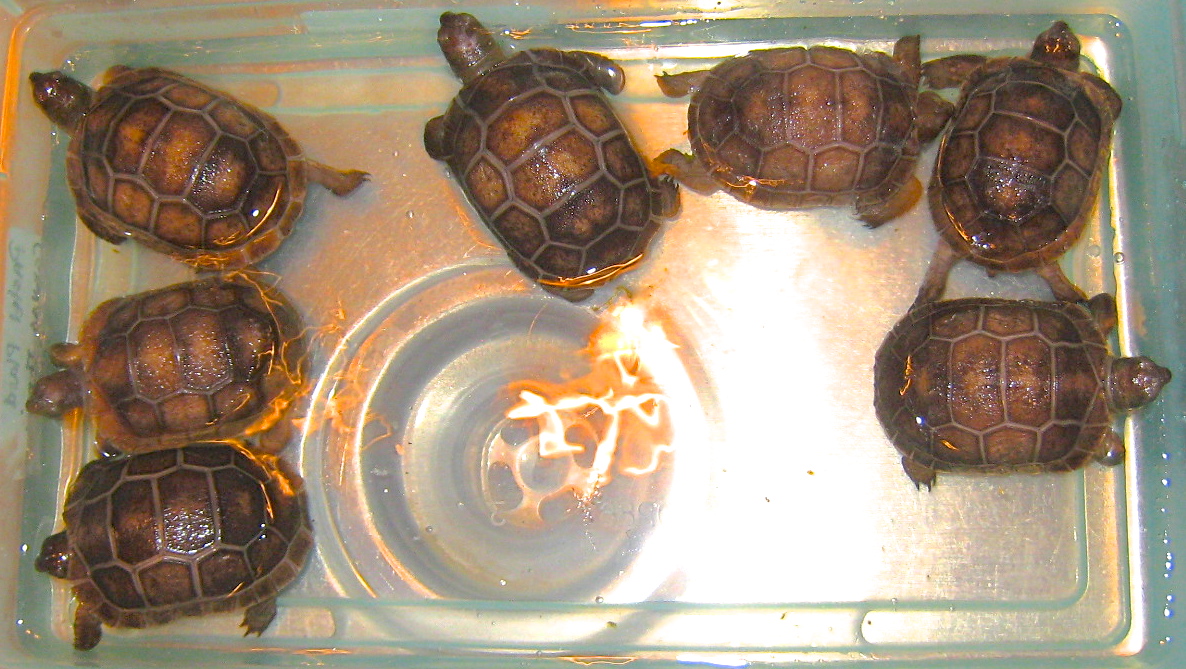 ALDABRA BREEDER