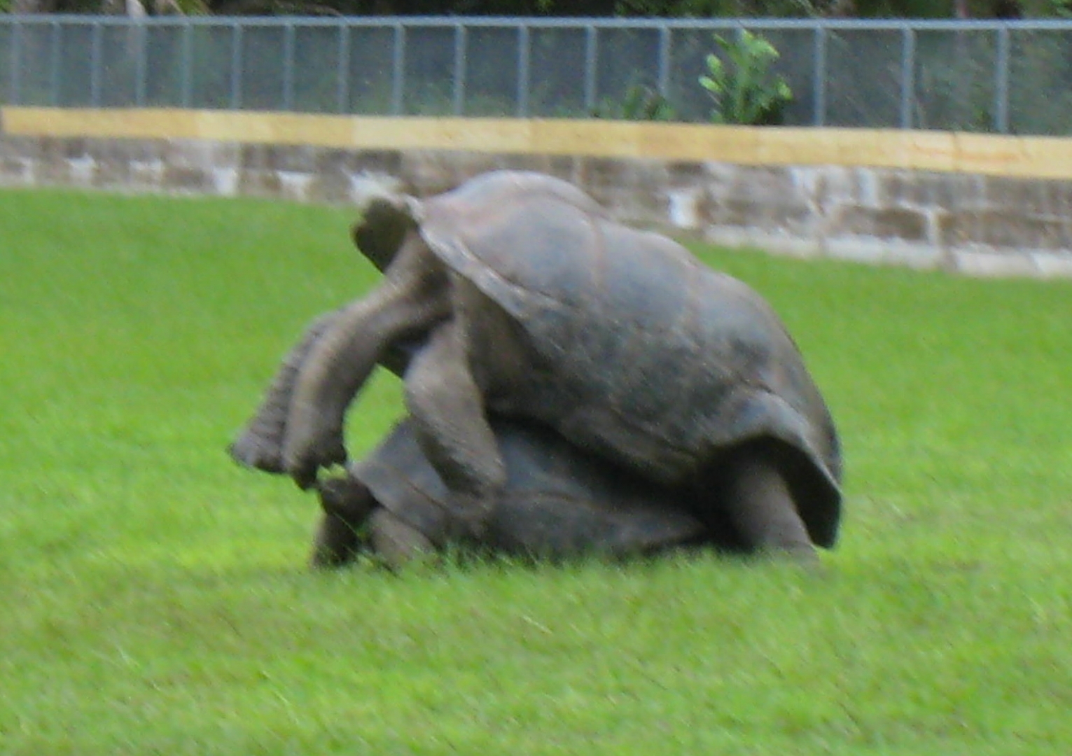 ALDABRA BREEDER