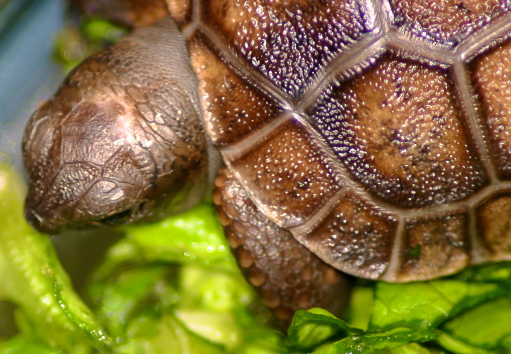 ALDABRA BREEDER