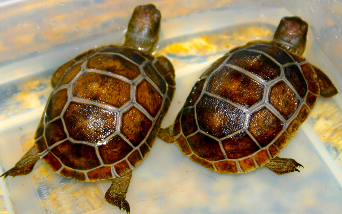 ALDABRA BREEDER