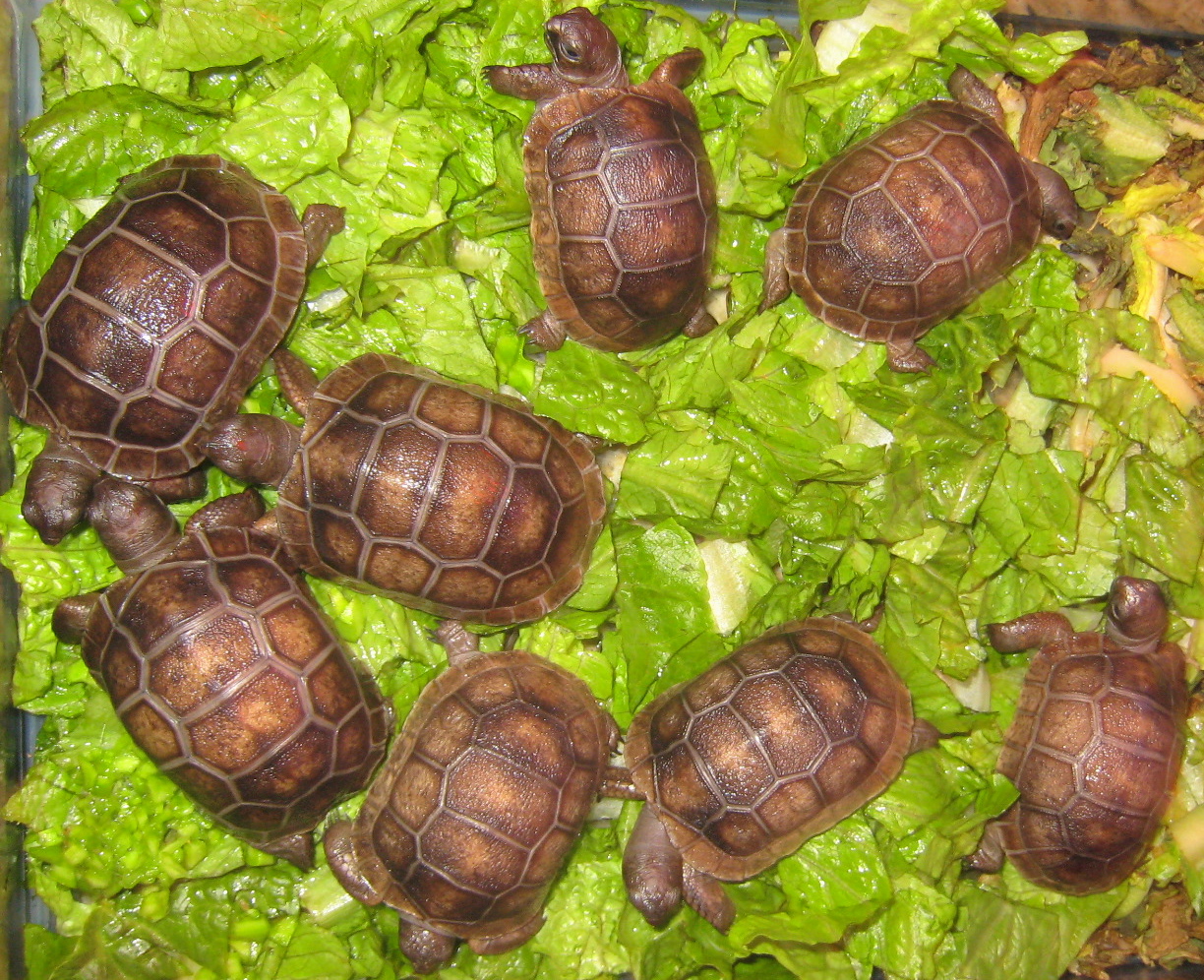 ALDABRA BREEDER