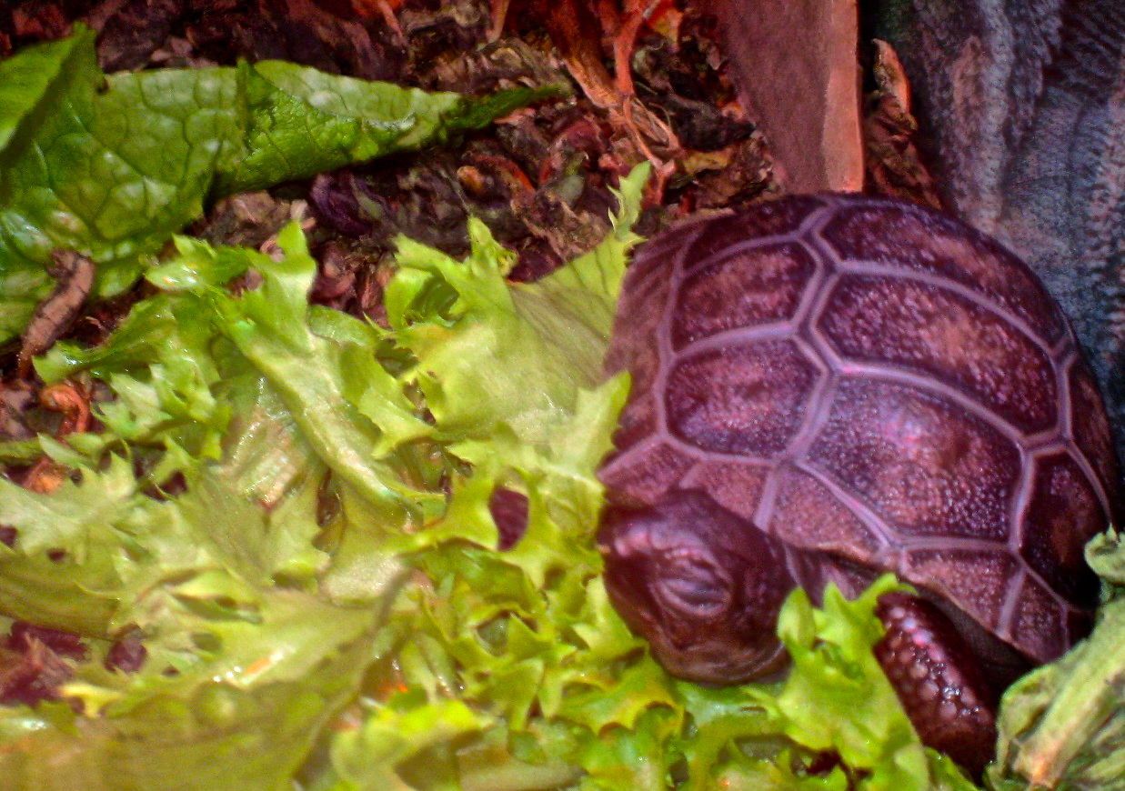 ALDABRA BREEDER