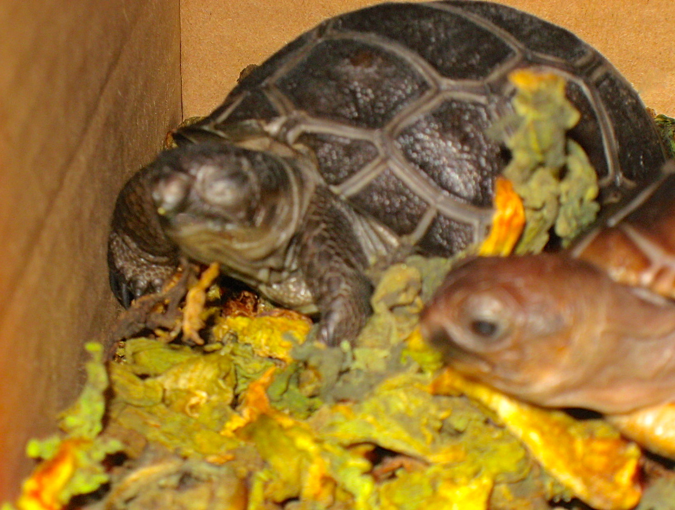 ALDABRA BREEDER