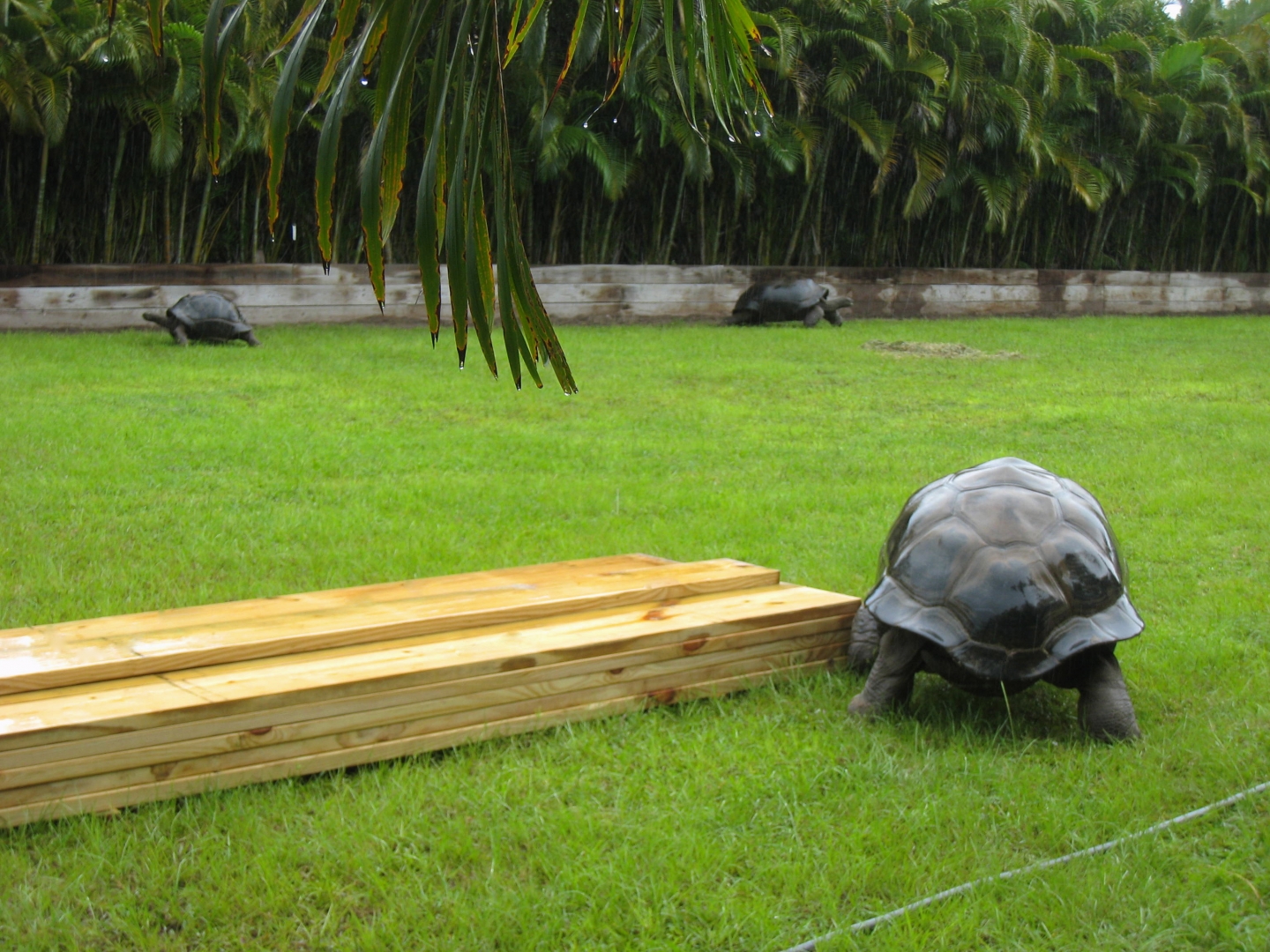 ALDABRA BREEDER