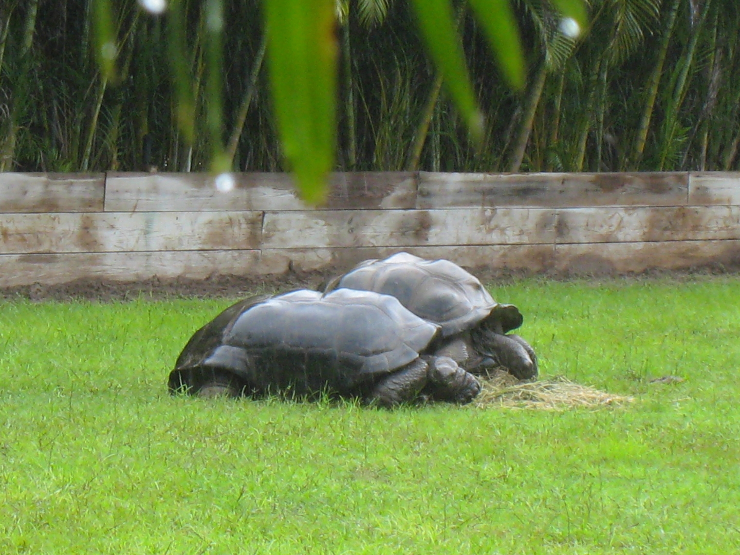 ALDABRA BREEDER