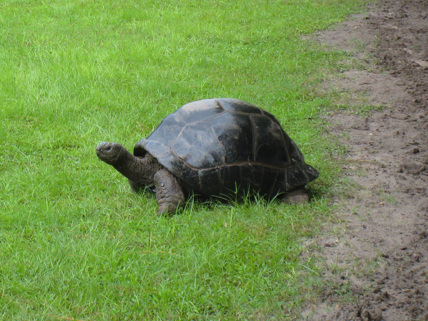 ALDABRA BREEDER