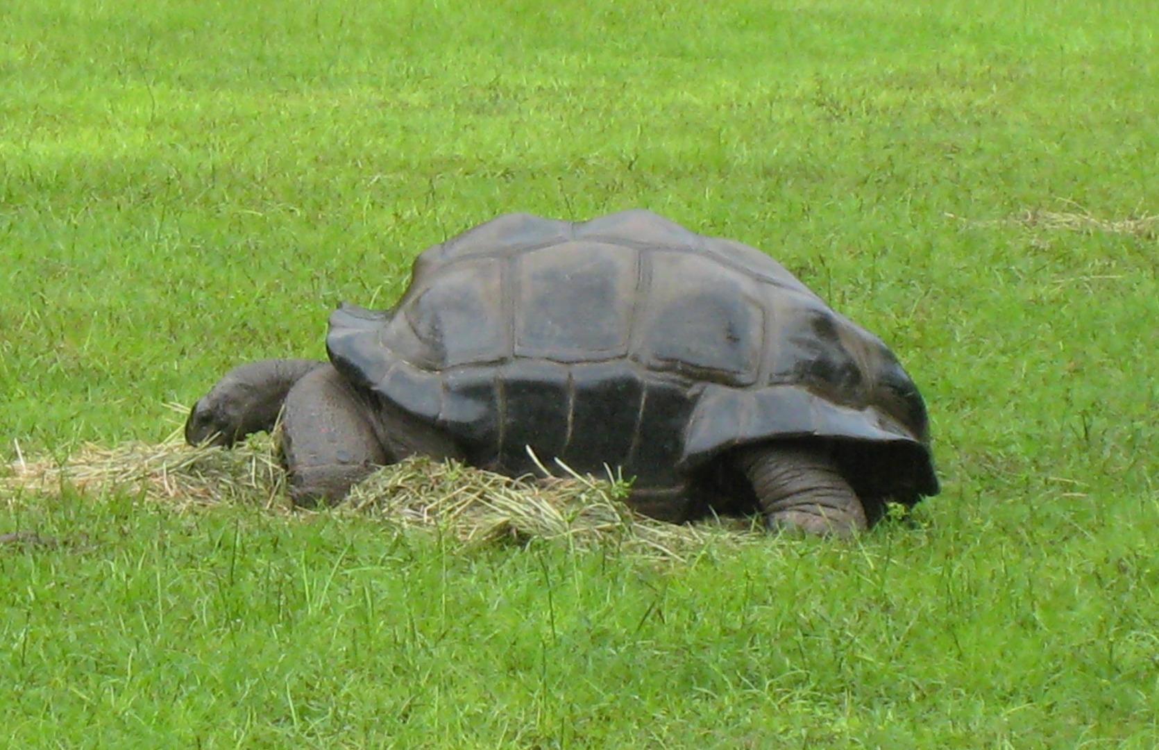 ALDABRA BREEDER
