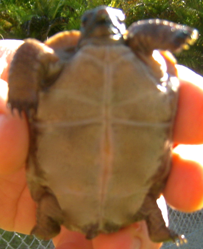 ALDABRA BREEDER