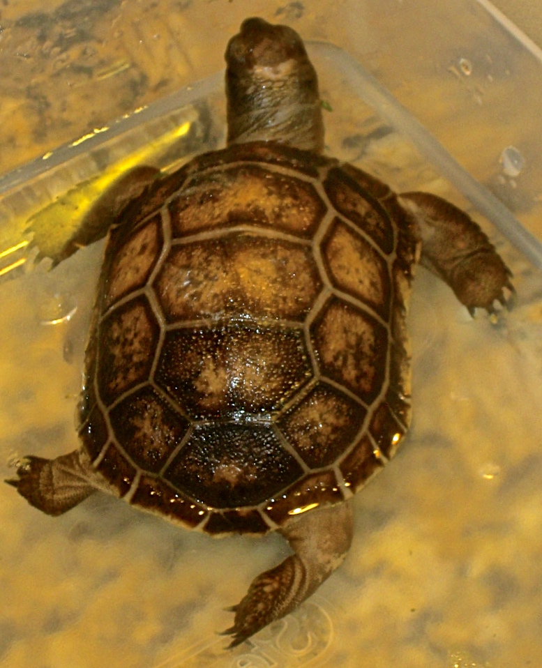 ALDABRA BREEDER