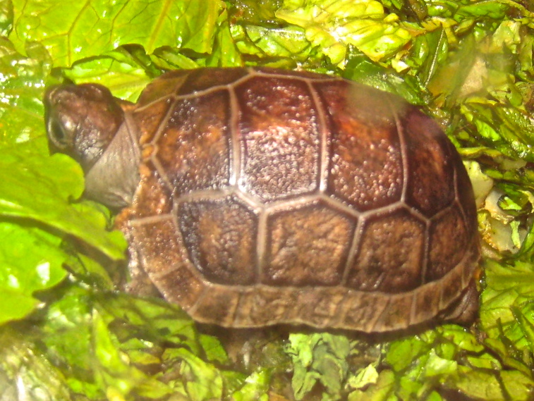 ALDABRA BREEDER