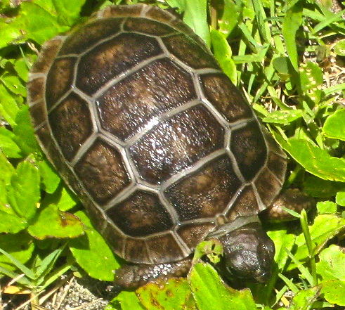ALDABRA BREEDER