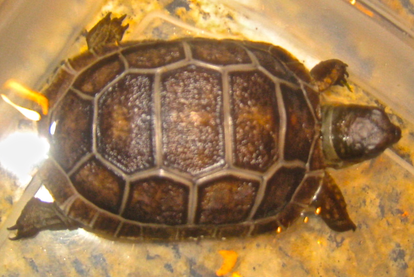 ALDABRA BREEDER