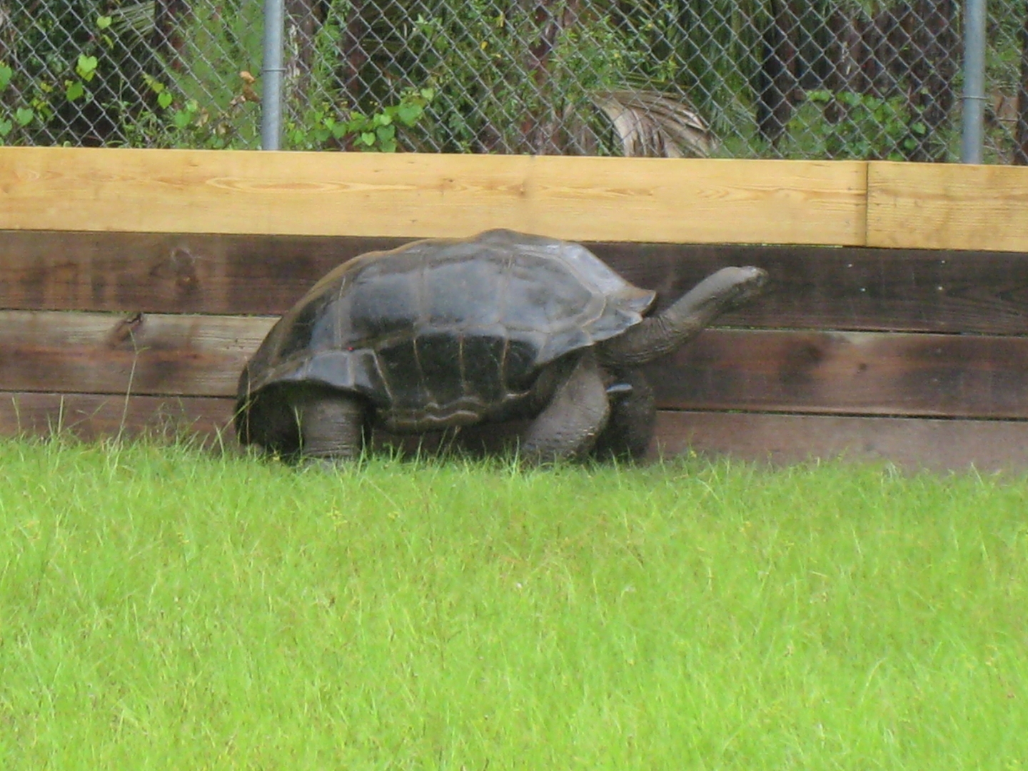 ALDABRA BREEDER