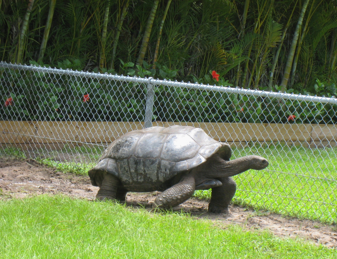 ALDABRA BREEDER