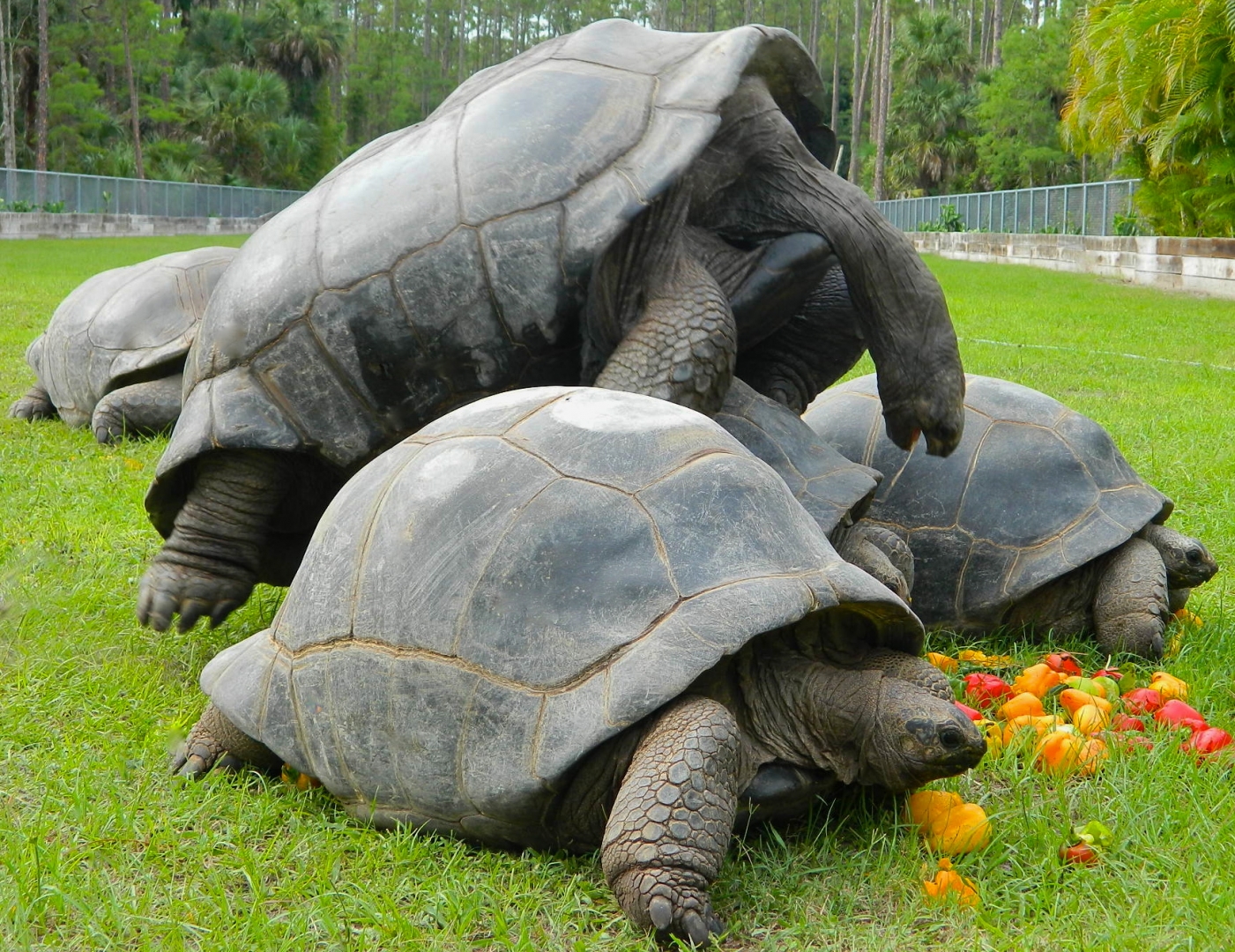 ALDABRA BREEDER