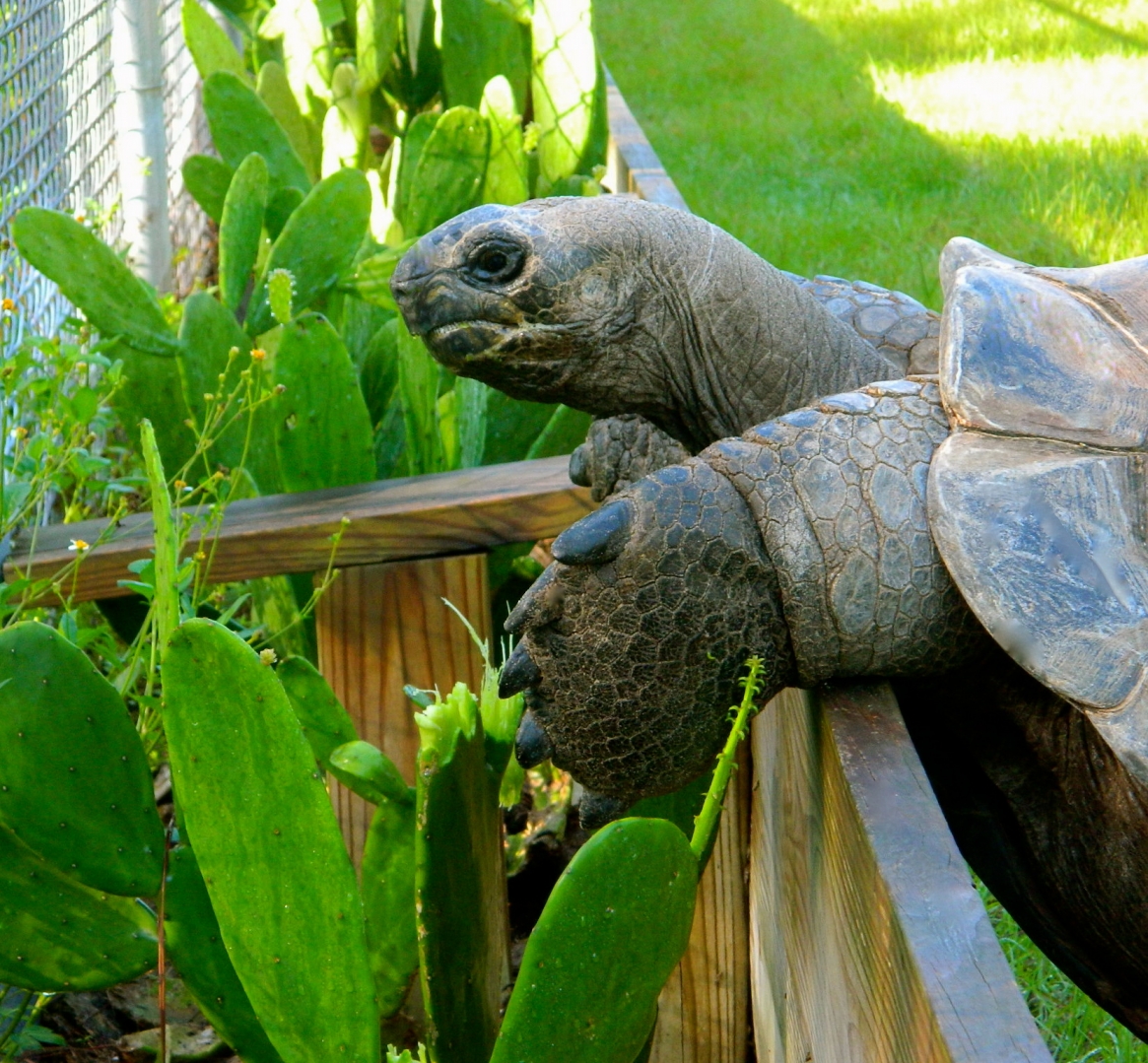 ALDABRA BREEDER