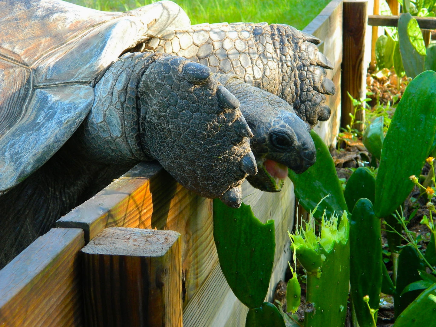ALDABRA BREEDER