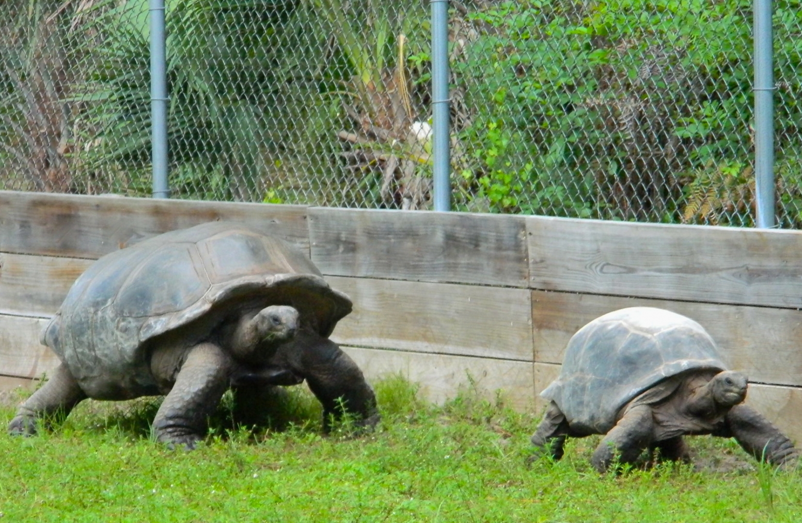 ALDABRA BREEDER