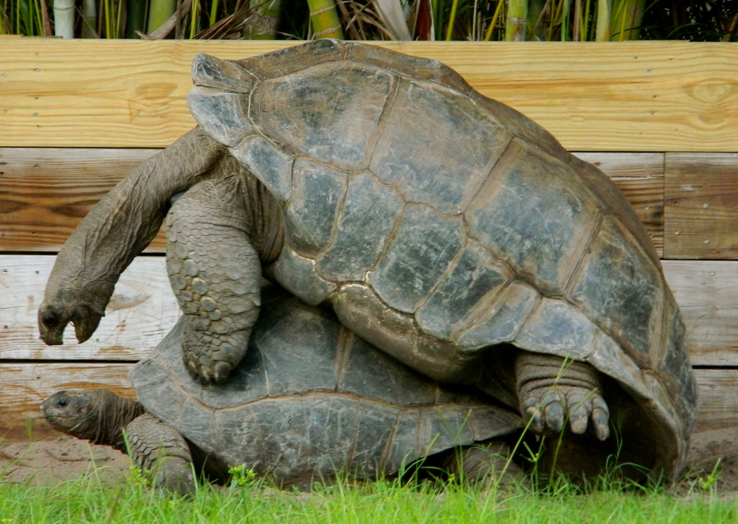 ALDABRA BREEDER