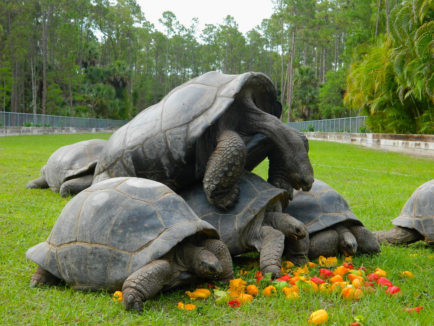 ALDABRA BREEDER