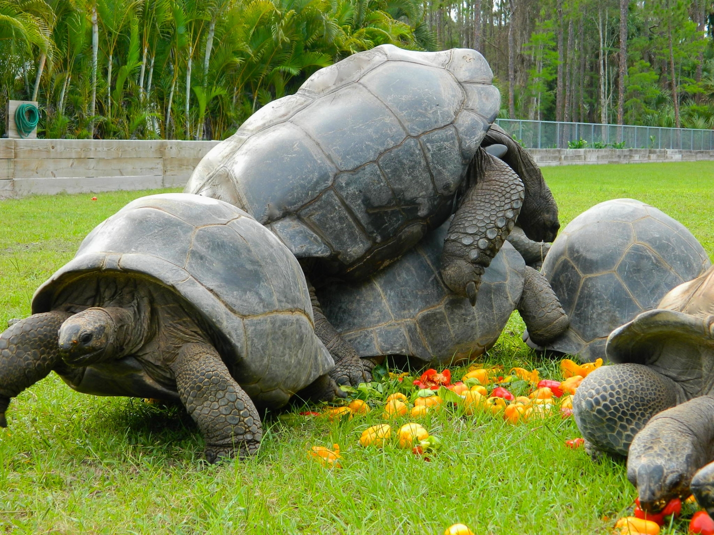 ALDABRA BREEDER