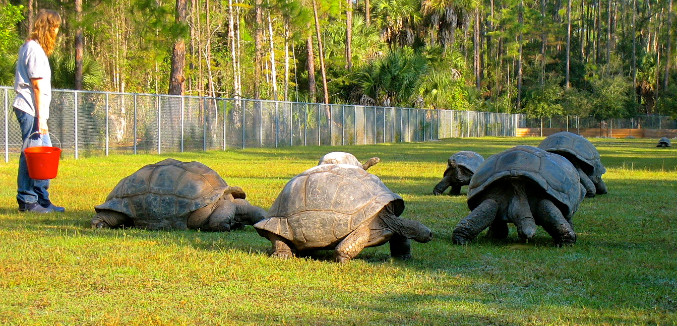 ALDABRA BREEDER