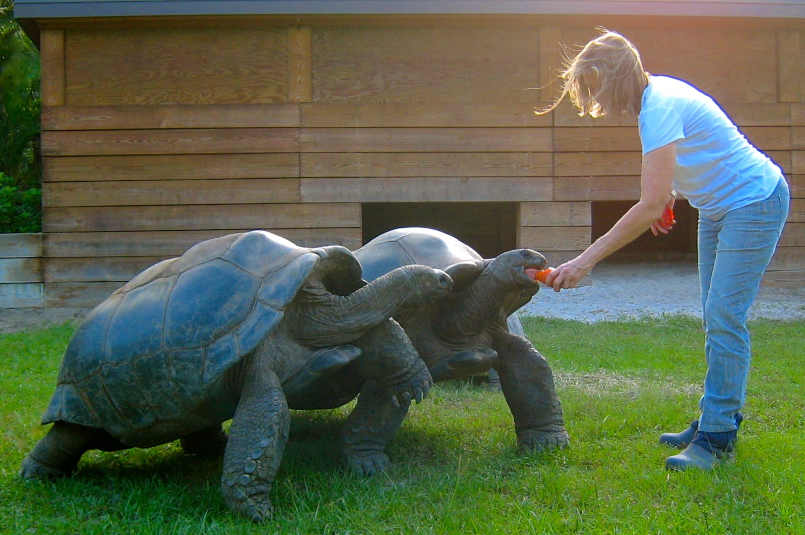 ALDABRA BREEDER