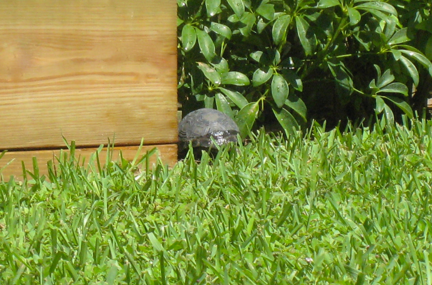 ALDABRA BREEDER