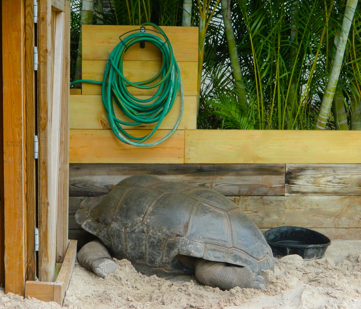 ALDABRA BREEDER