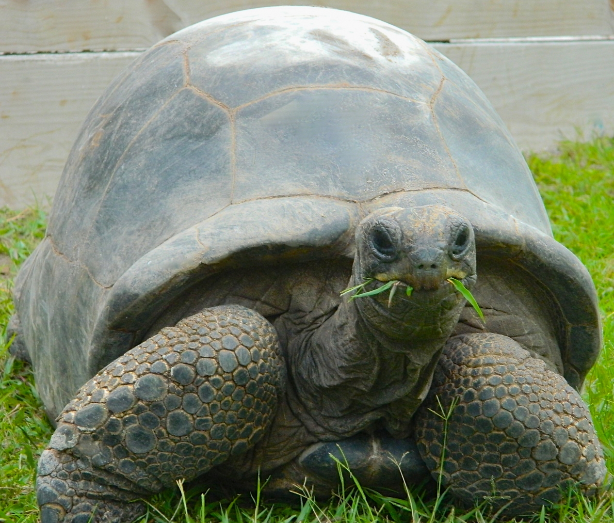 ALDABRA BREEDER