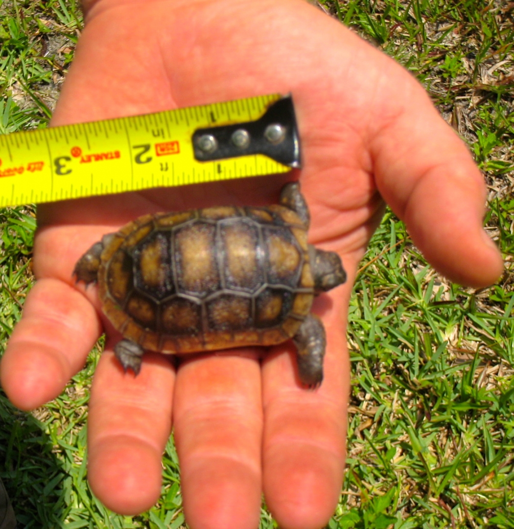 ALDABRA BREEDER