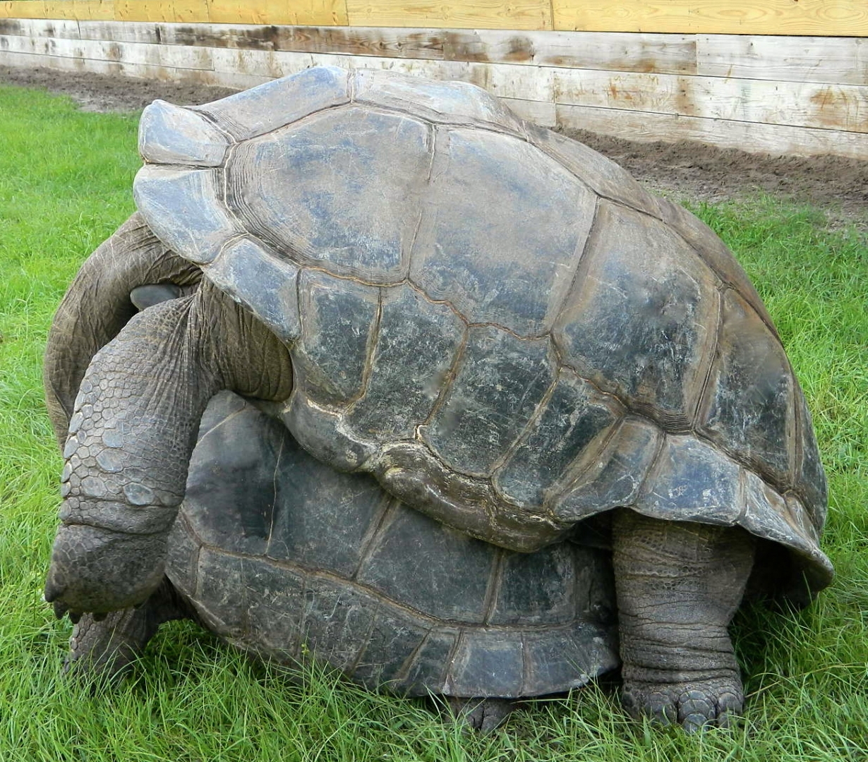 ALDABRA BREEDER