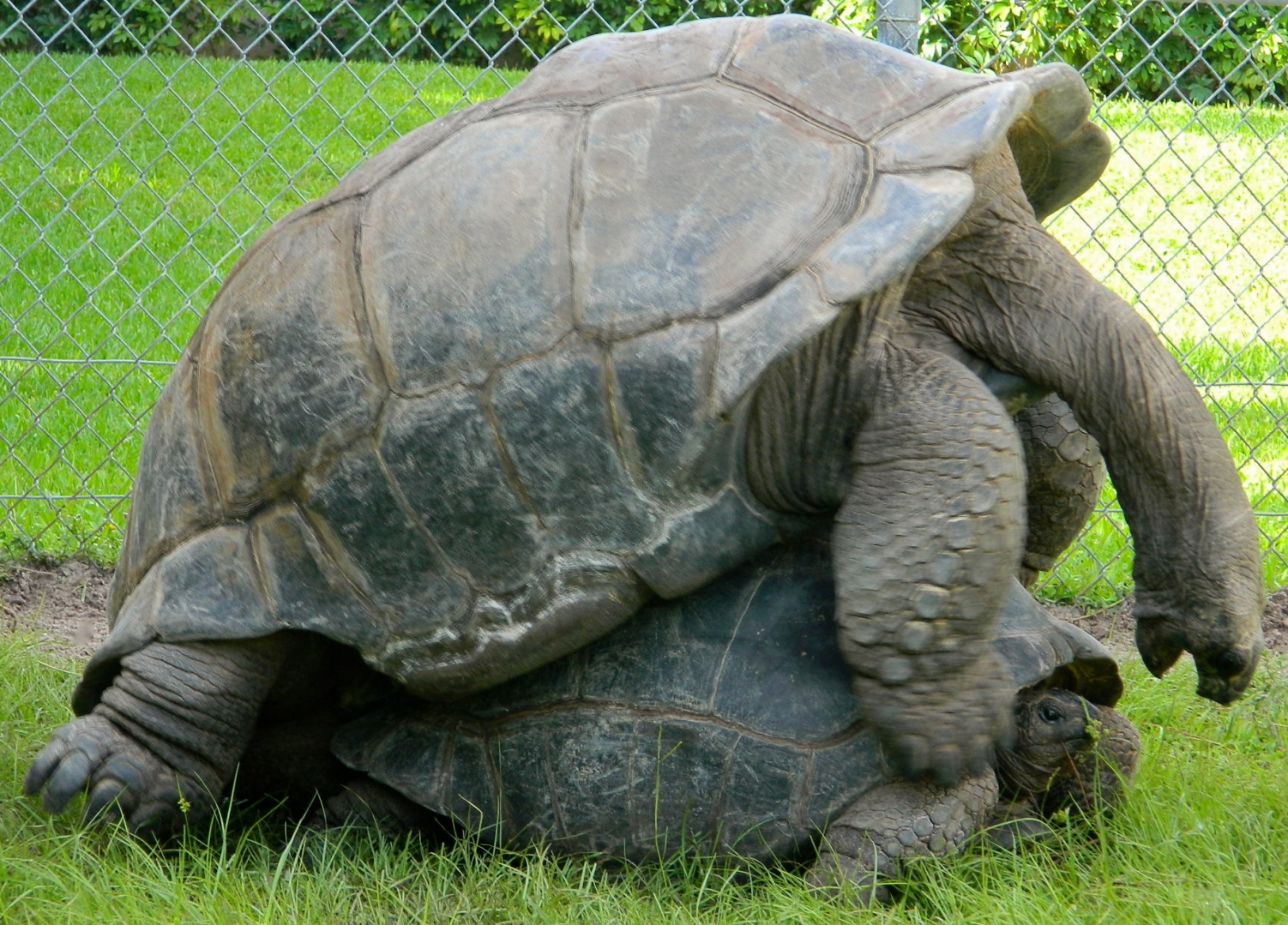 ALDABRA BREEDER