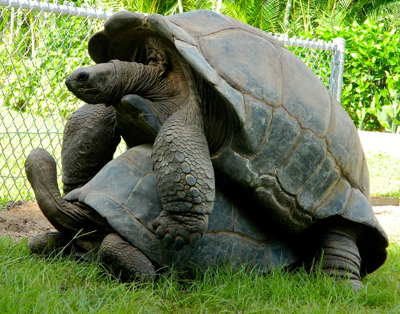 ALDABRA BREEDER