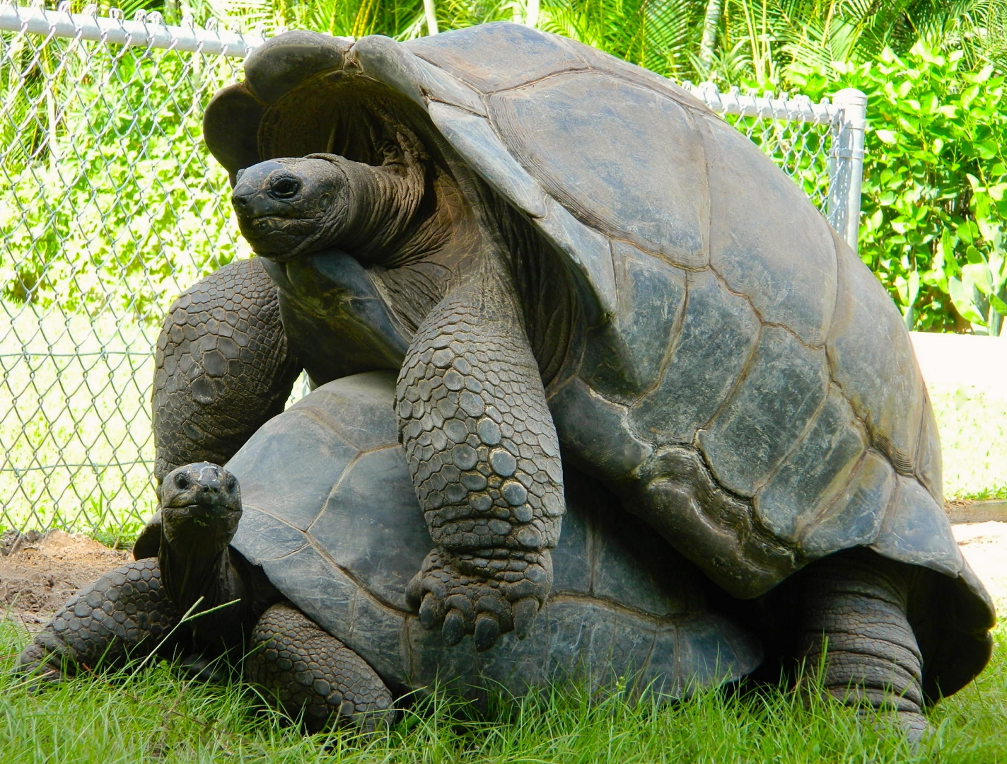 ALDABRA BREEDER