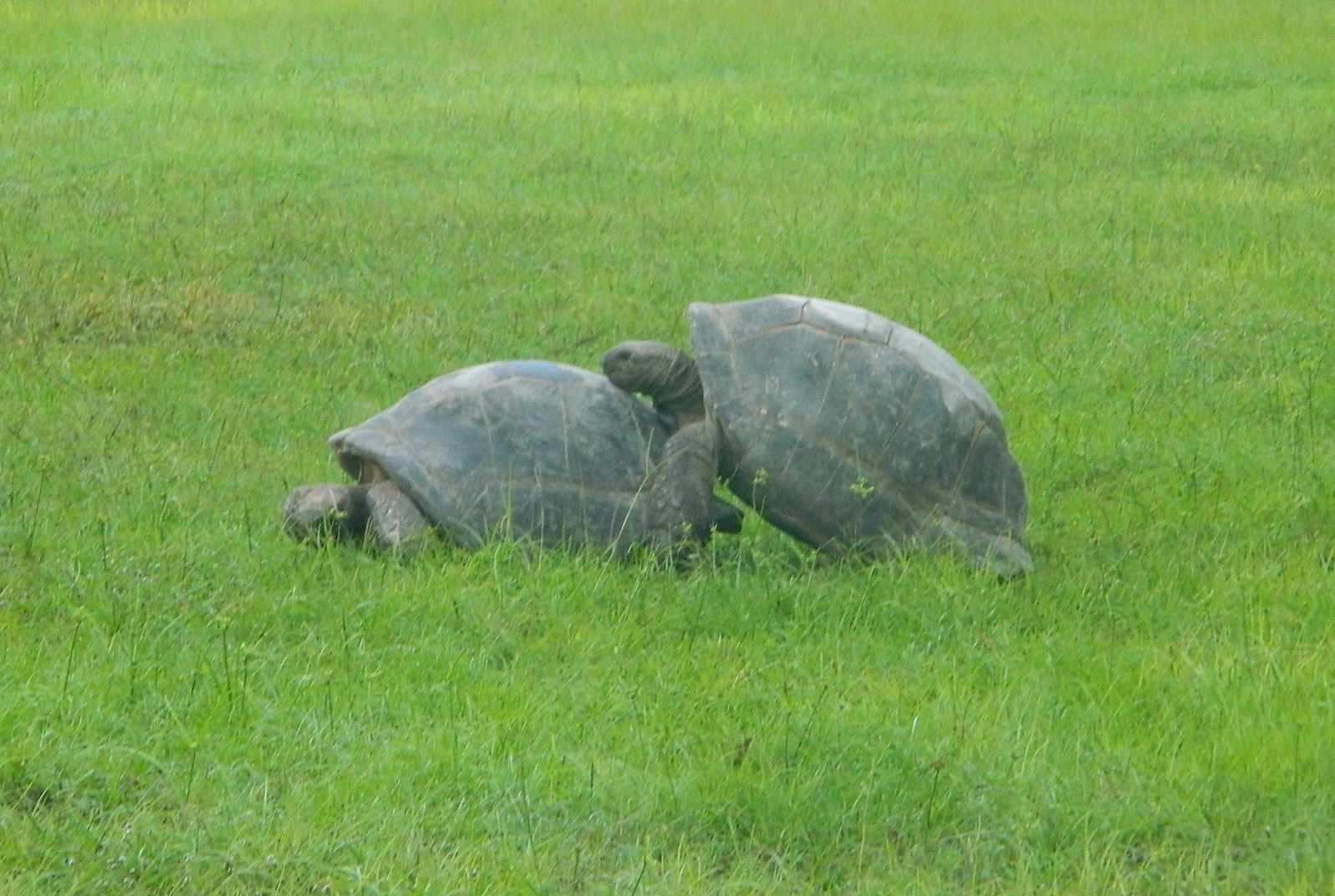ALDABRA BREEDER