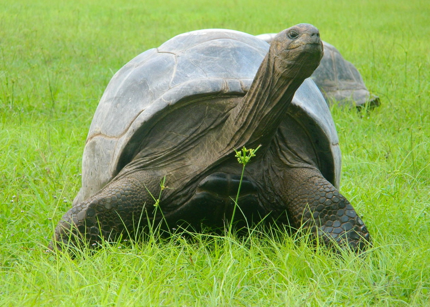 ALDABRA BREEDER