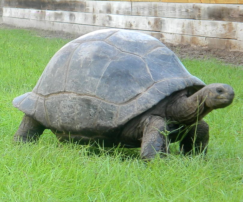 ALDABRA BREEDER