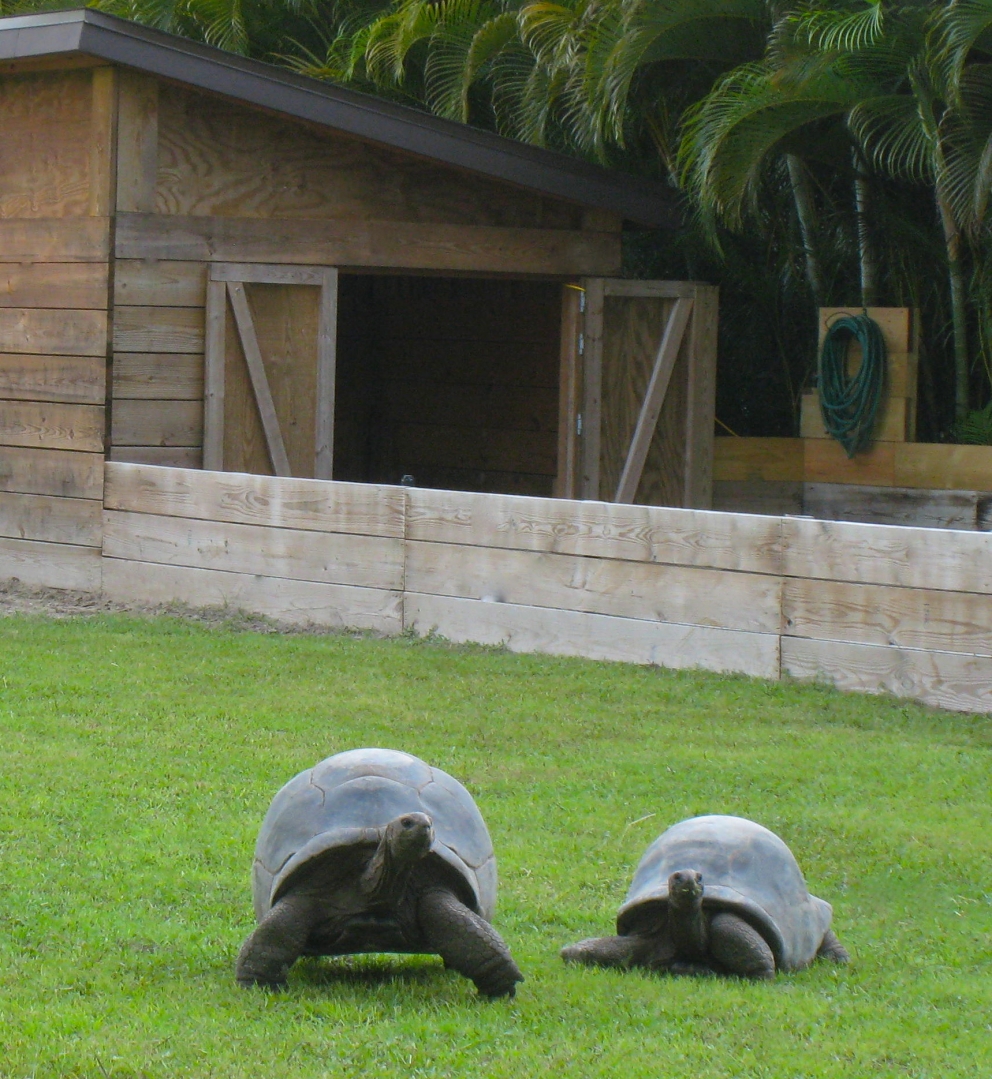 ALDABRA BREEDER