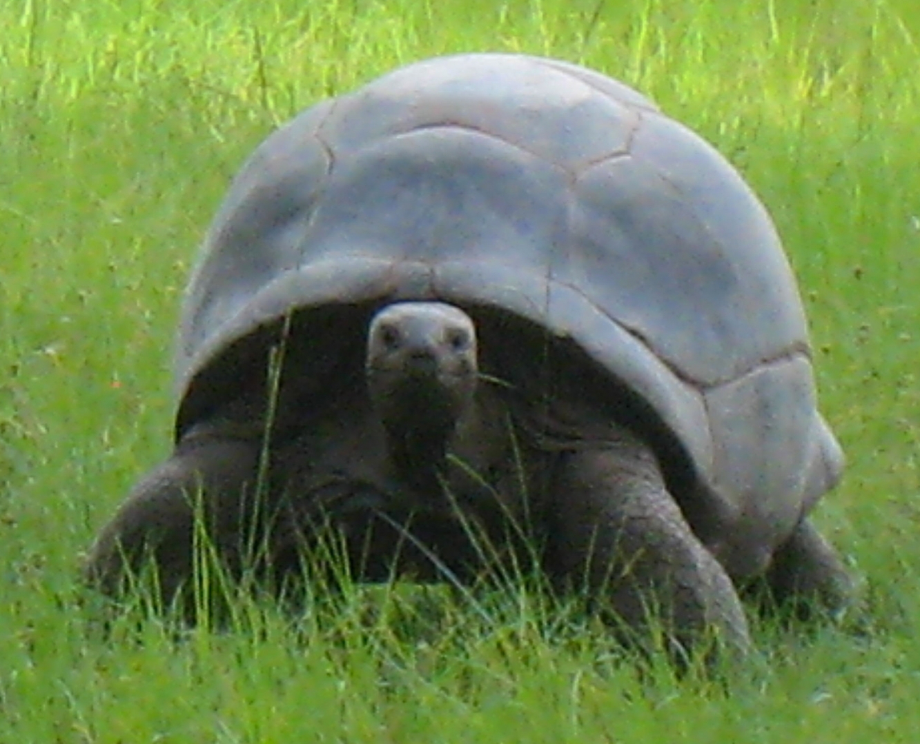 ALDABRA BREEDER