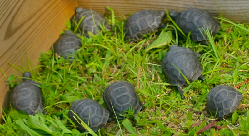 ALDABRA BREEDER