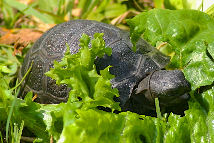 ALDABRA BREEDER