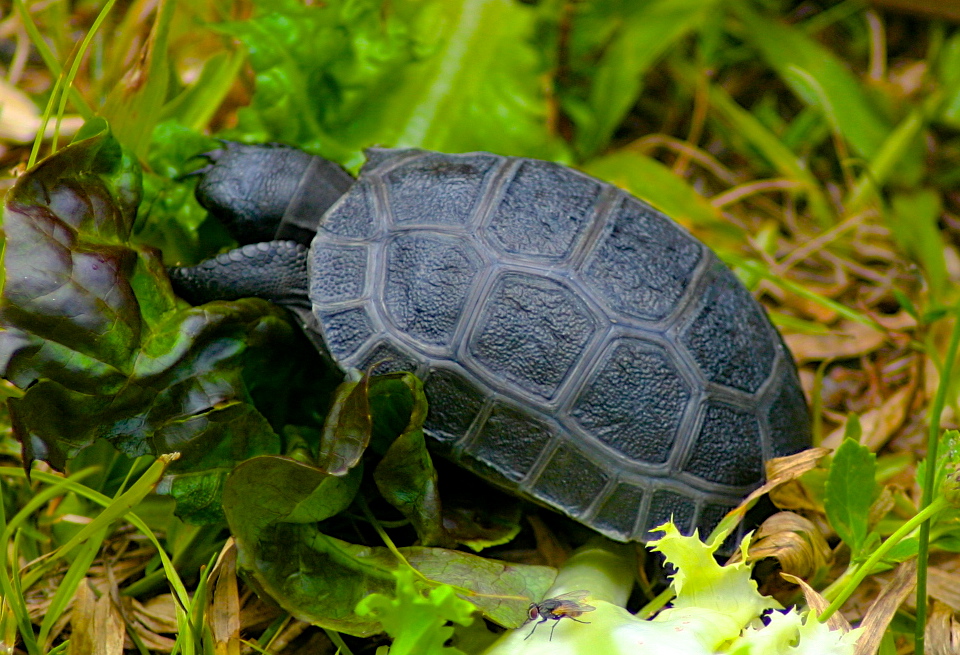 ALDABRA BREEDER