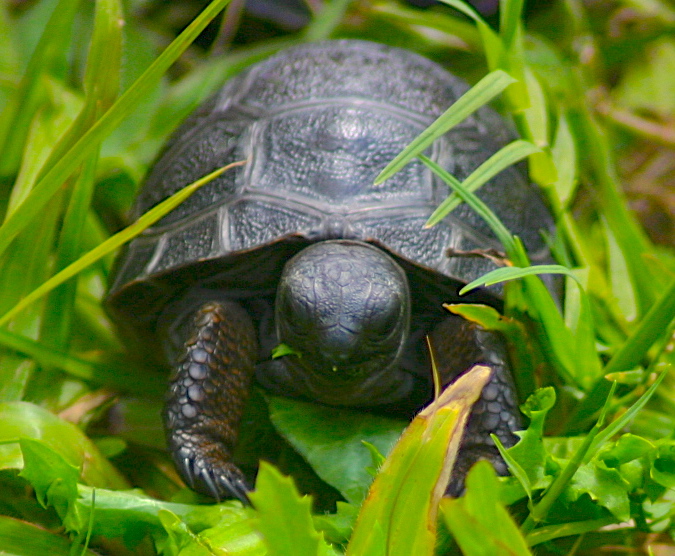 ALDABRA BREEDER