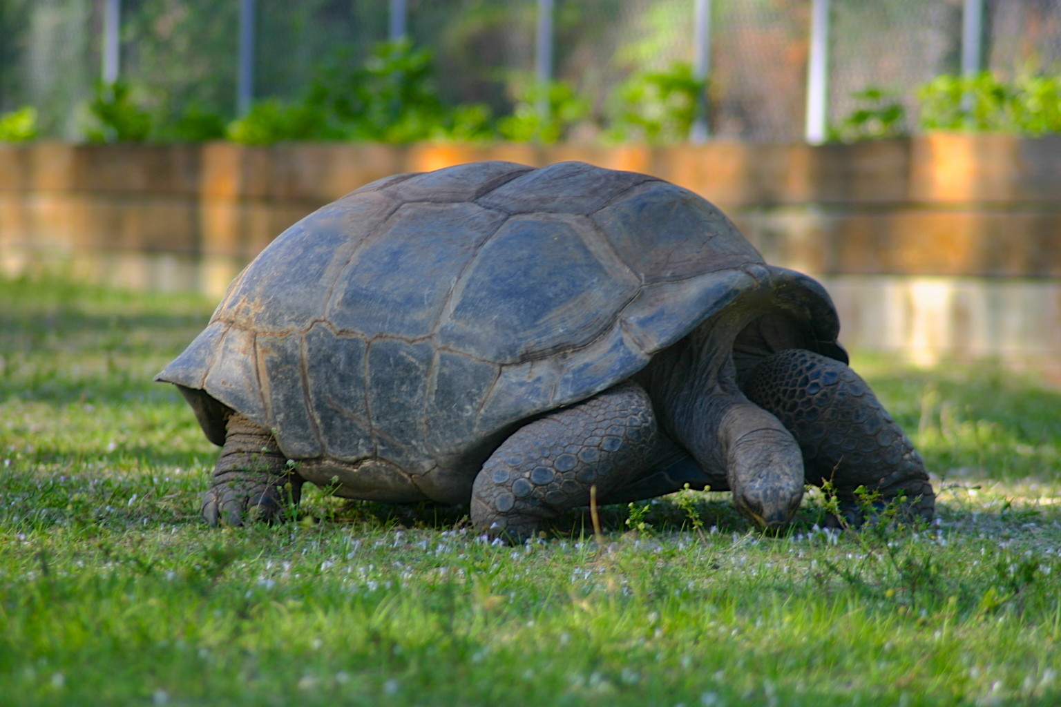 ALDABRA BREEDER