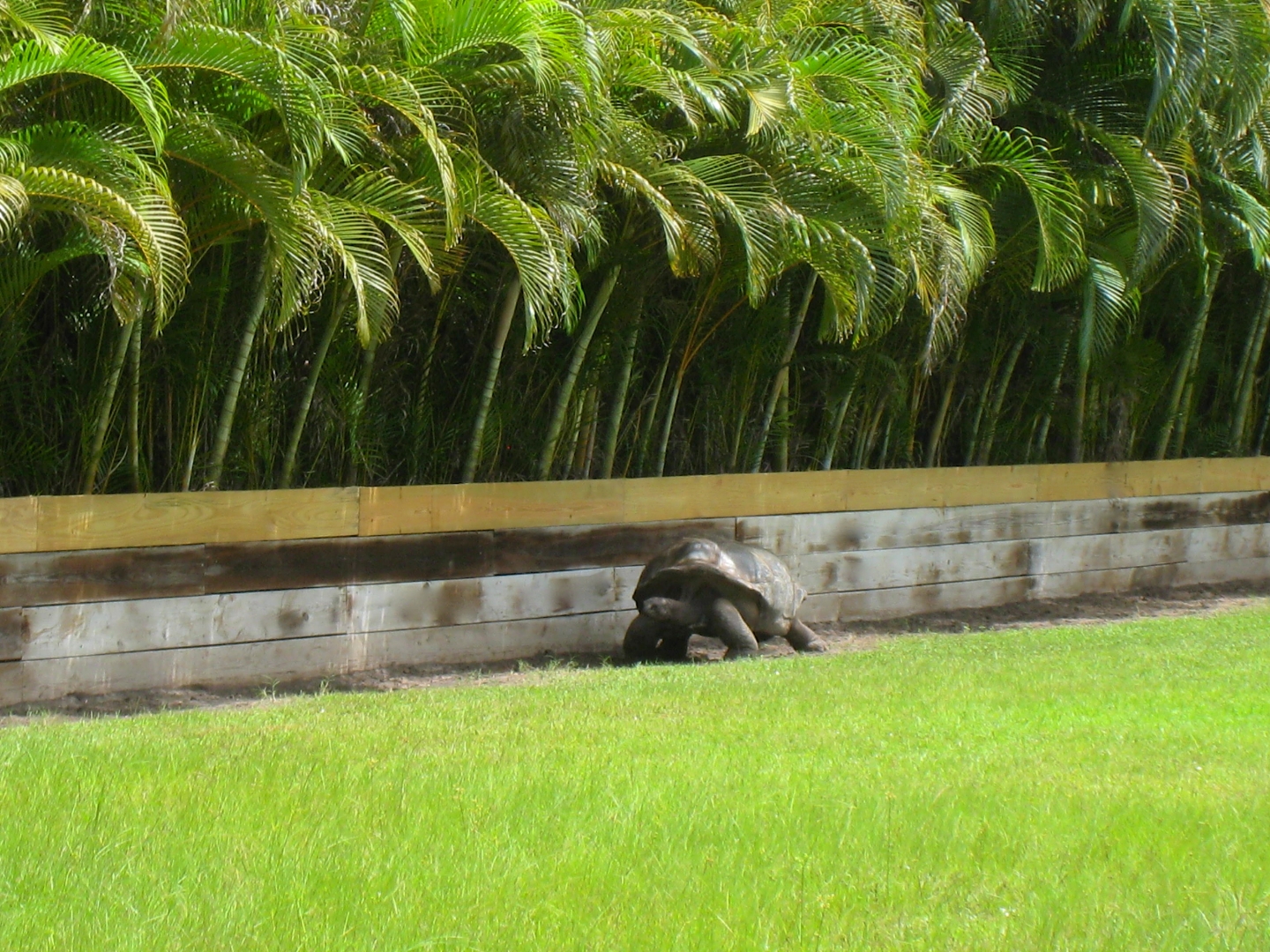 ALDABRA BREEDER