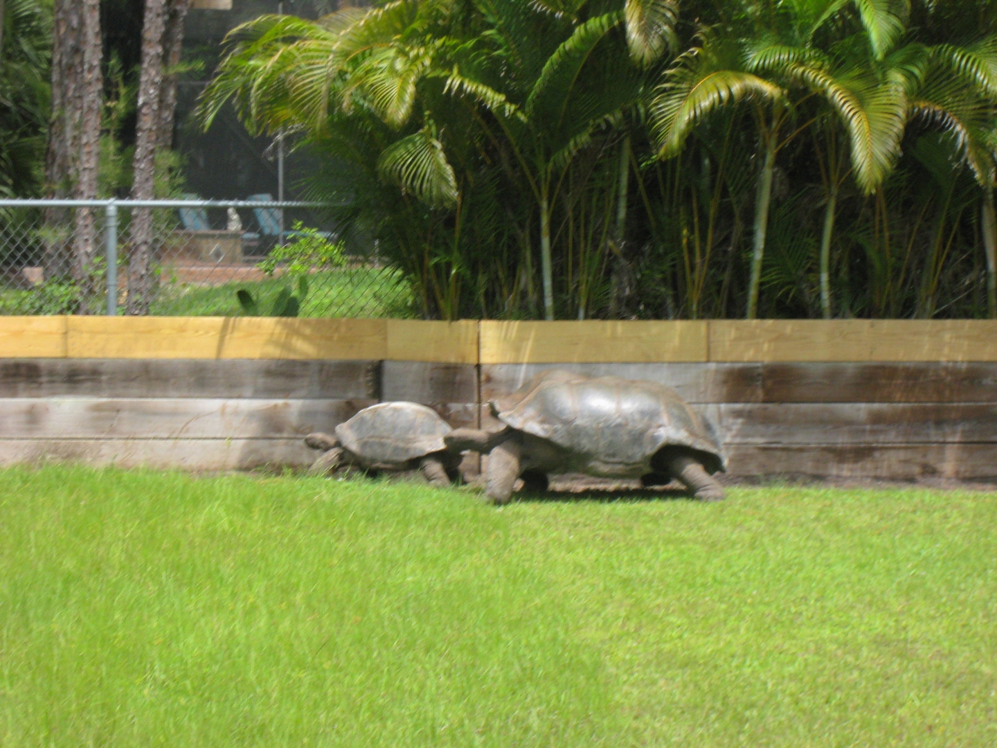ALDABRA BREEDER