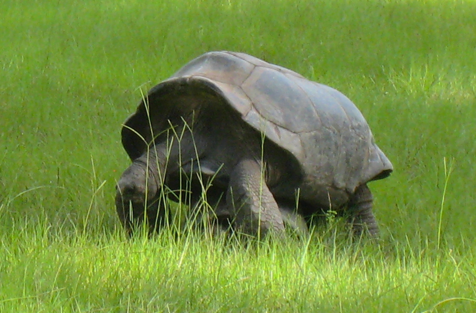 ALDABRA BREEDER