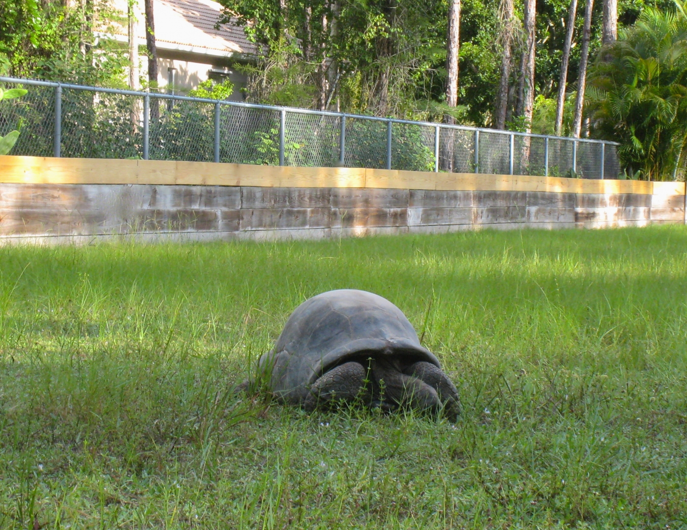 ALDABRA BREEDER